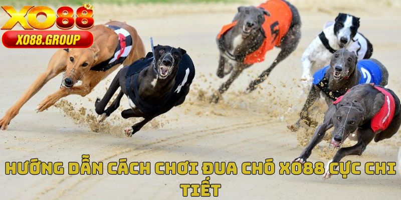 Hướng dẫn cách chơi đua chó XO88 cực chi tiết
